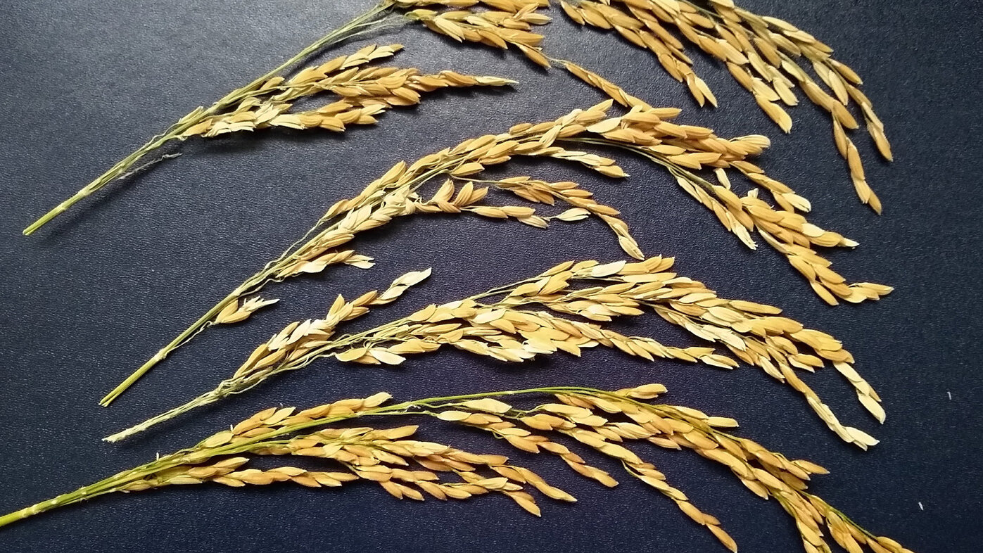 Panículas de planta de arroz después del llenado del grano. Fotos: Luz Adriana Pedraza, doctora en Ciencias Agrarias de la UNAL.