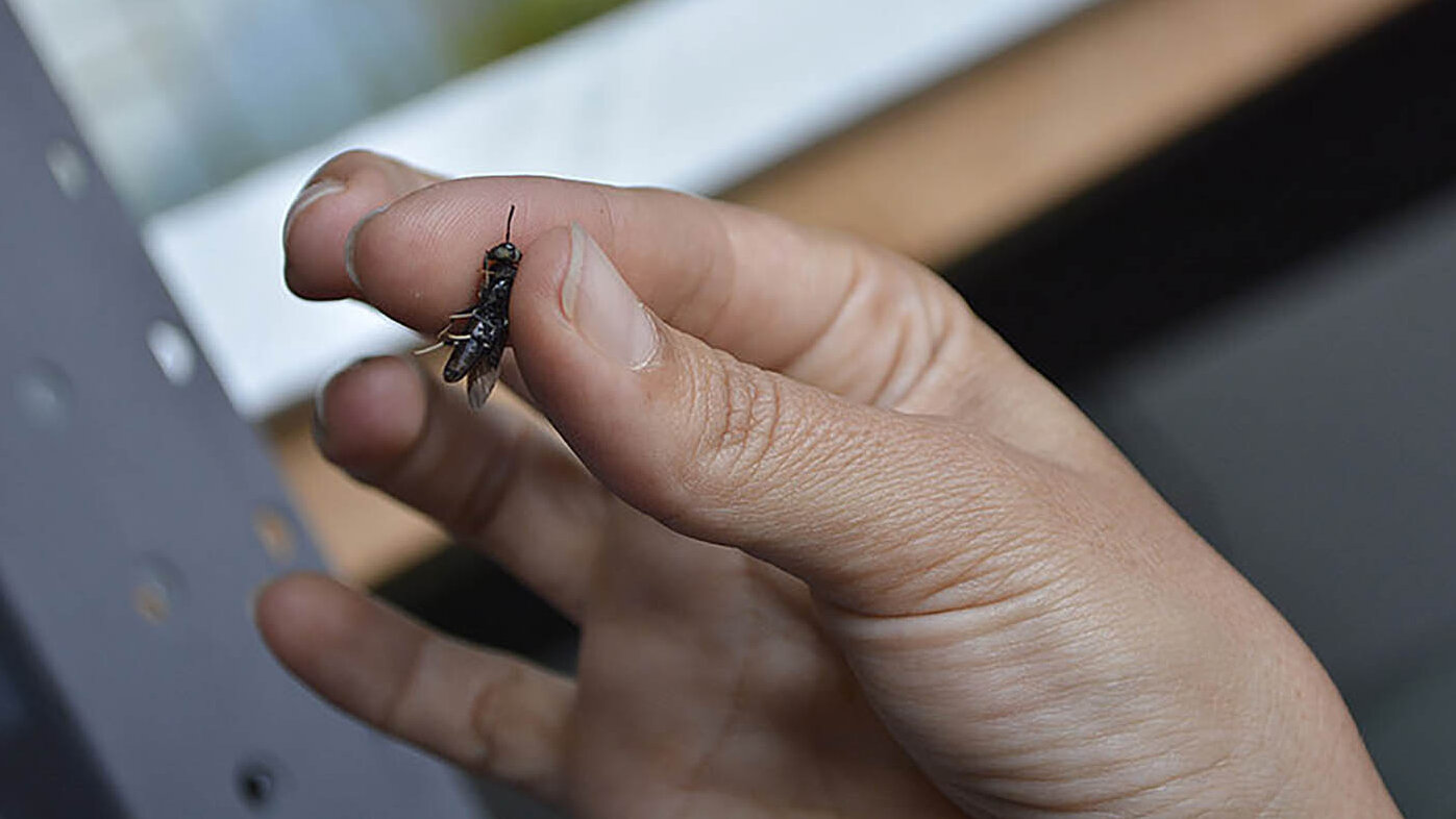 La mosca soldado negra es un insecto parecido a una avispa que sigue ganando espacio en Colombia como alimento para aves, cerdos y peces. Foto: archivo Unimedios.