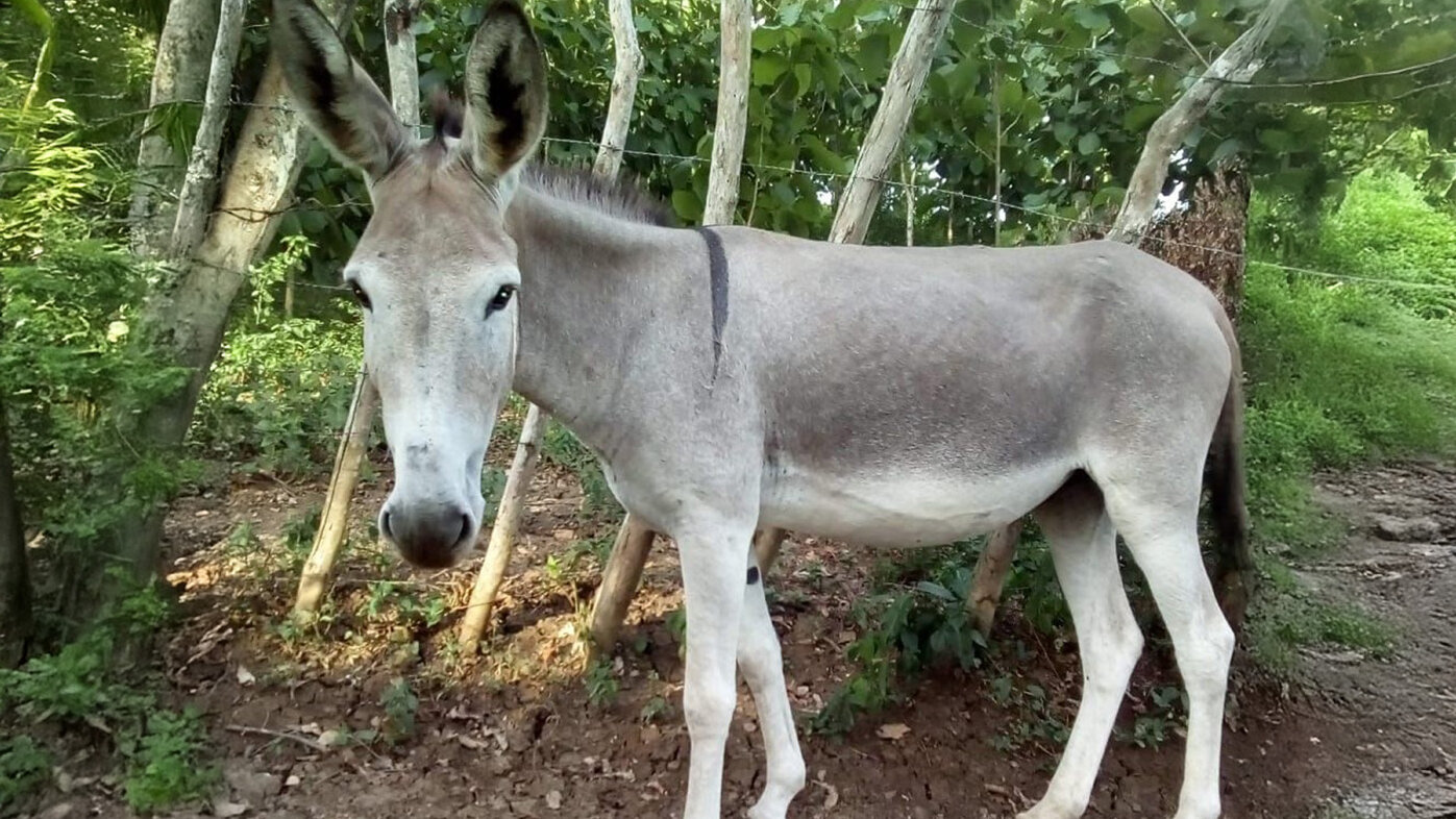 Advierten riesgo de extinción del asno criollo colombiano. Foto: Adrián Medina, Universidad de Sucre.