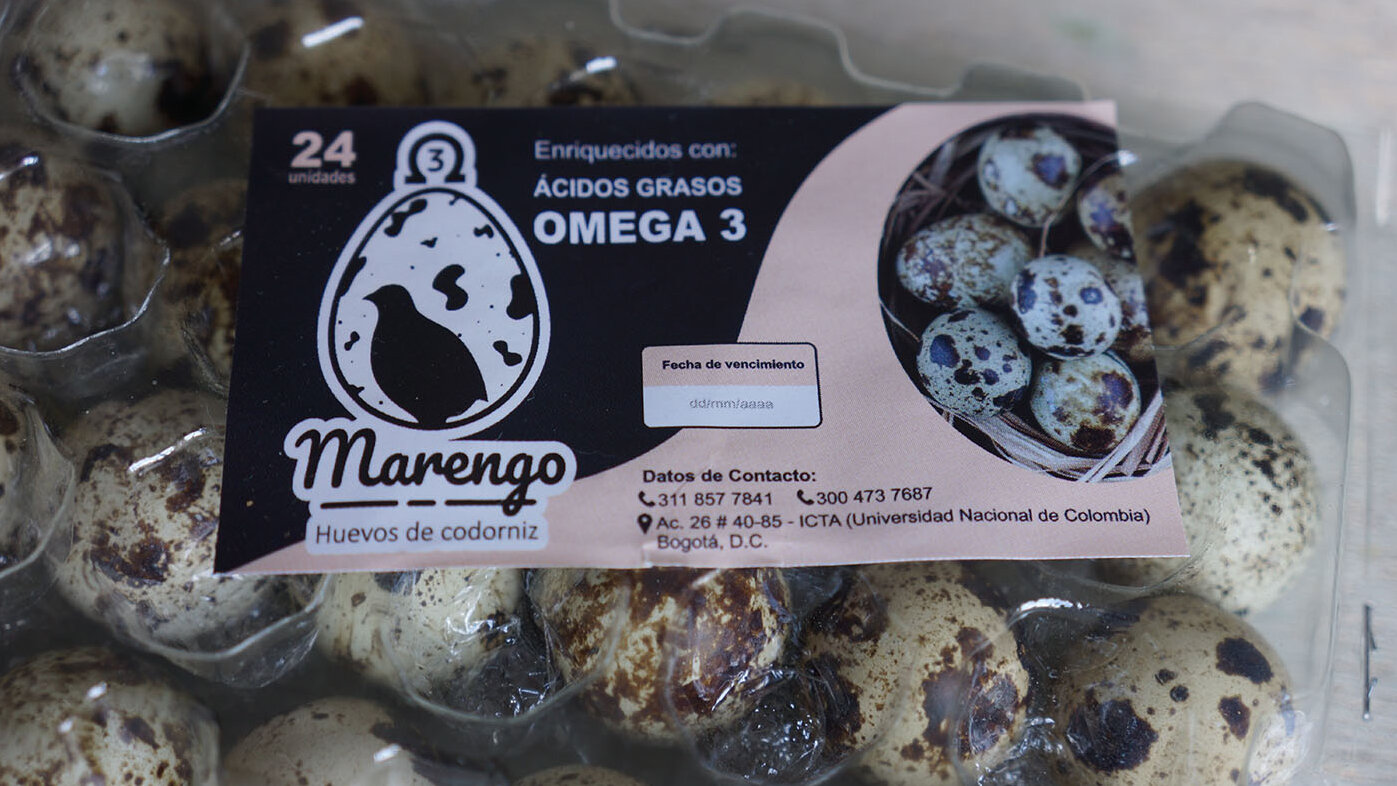 Los huevos de codorniz prometen conquistar los paladares colombianos con un valor agregado de omega 3. Foto: Jesús Alberto Cárdenas Ruiz, estudiante de Zootecnia de la UNAL. 