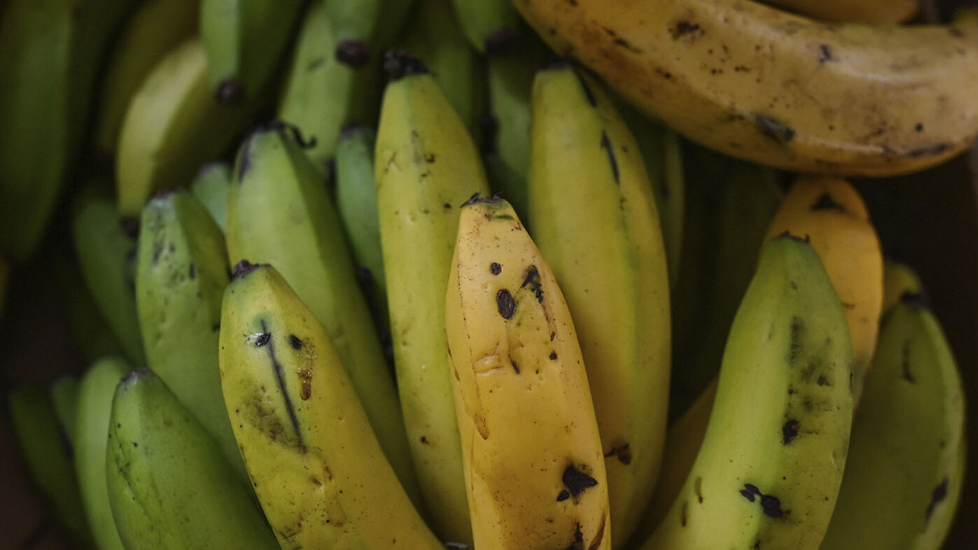 Por la mancha de la madurez los productores de banano pierden millones de pesos. Foto: Artur Widak Nur Photo vía AFP.