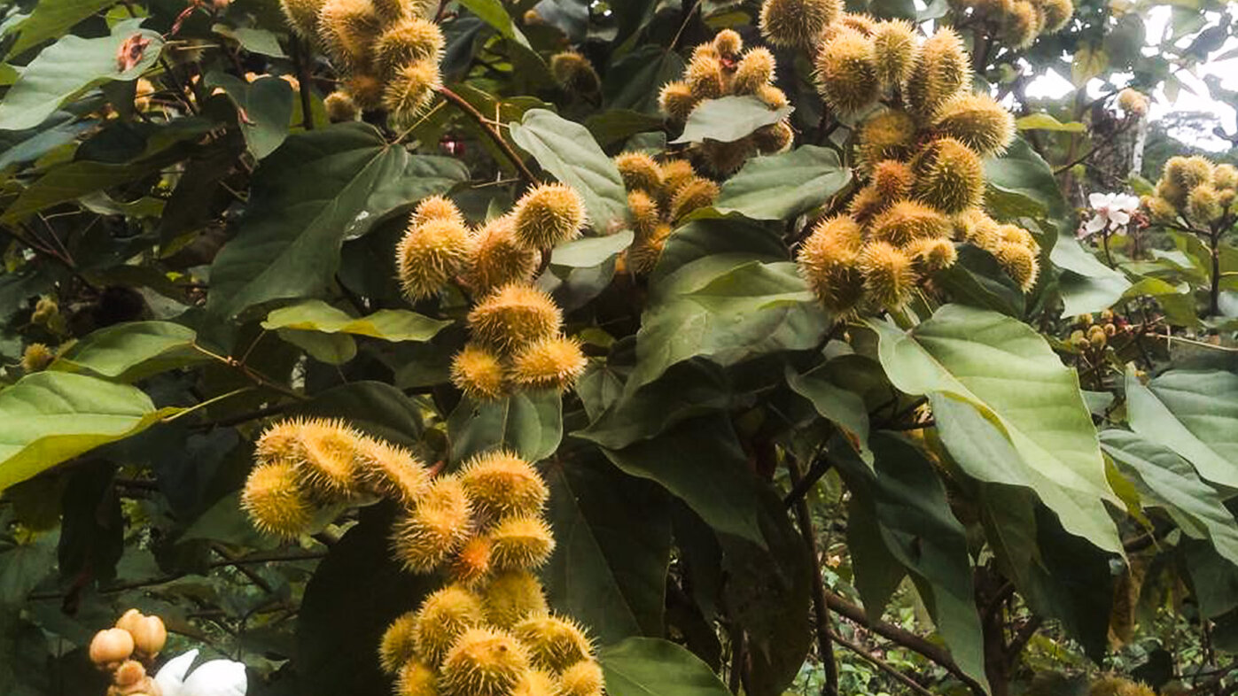 El achiote es una especie cultivada especialmente en Colombia, México, Ecuador y Perú. Fotos: Elías Rentería Palacios, magíster en Ingeniería Agroindustrial, UNAL Sede Medellín. 