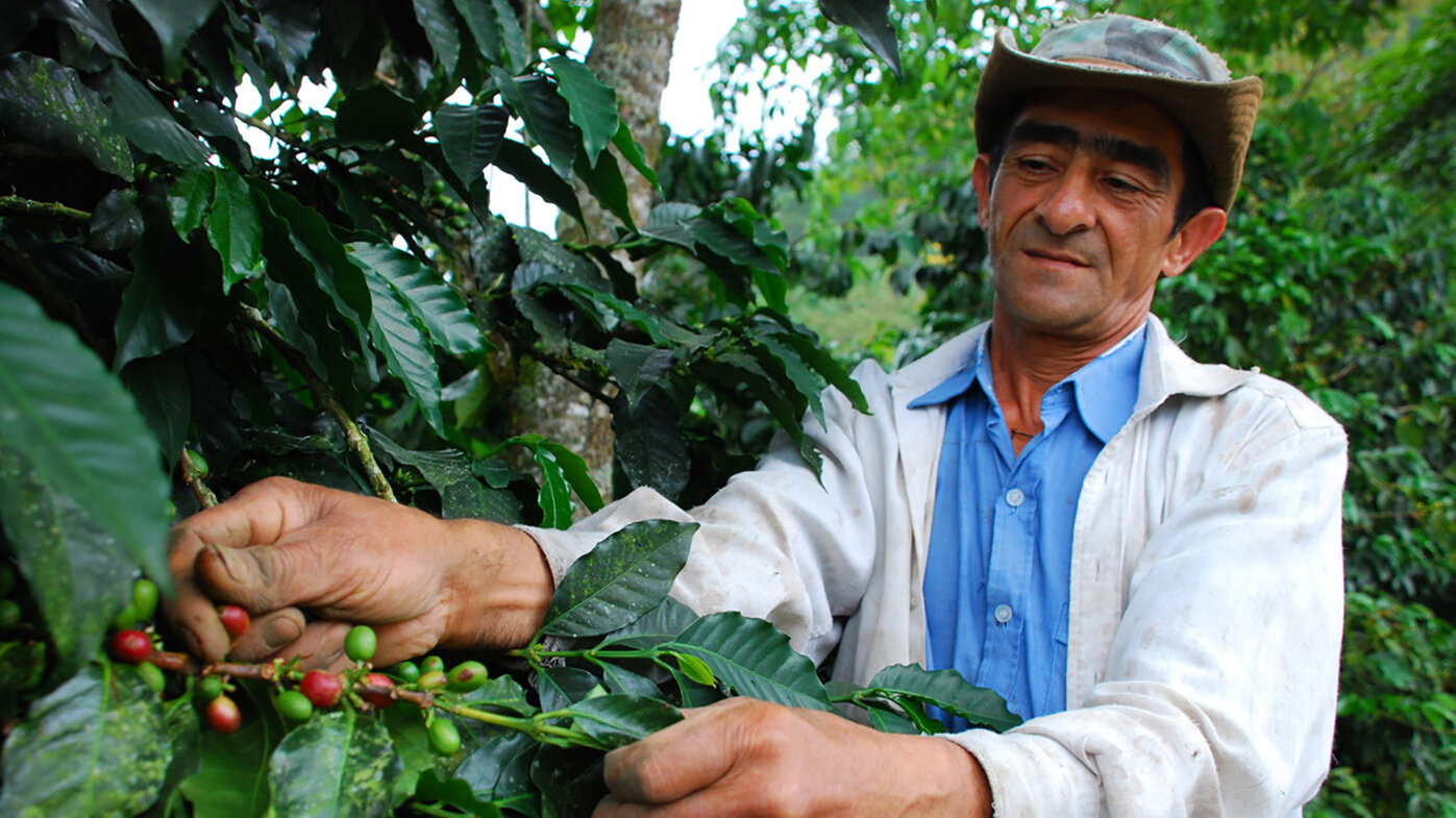 El cultivo de café presenta enfermedades como la roya y la broca que pueden afectar su productividad. Foto: archivo Unimedios.