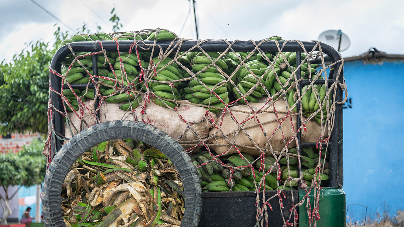 Los residuos de alimentos como el plátano verde ya no se perderían luego de la cosecha. Foto: Archivo Unimedios