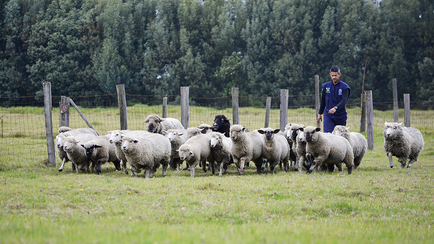 Boyacá, Antioquia y Cundinamarca tienen la mejor producción ovina en el país, las ovejas hembra y macho ganan más peso que en otras regiones. Foto: archivo Unimedios.
