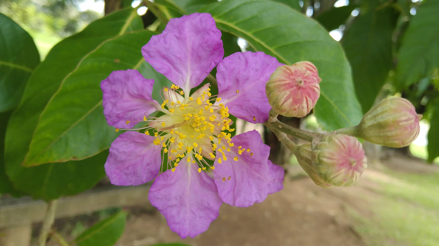 El campus El Volador tiene especies vegetales representativas del Valle de Aburrá. Flor de reina (Lagerstroemia speciosa). Fotos: Paula A. Rodríguez Zorro, profesora de la Facultad de Ciencias UNAL Sede Medellín.