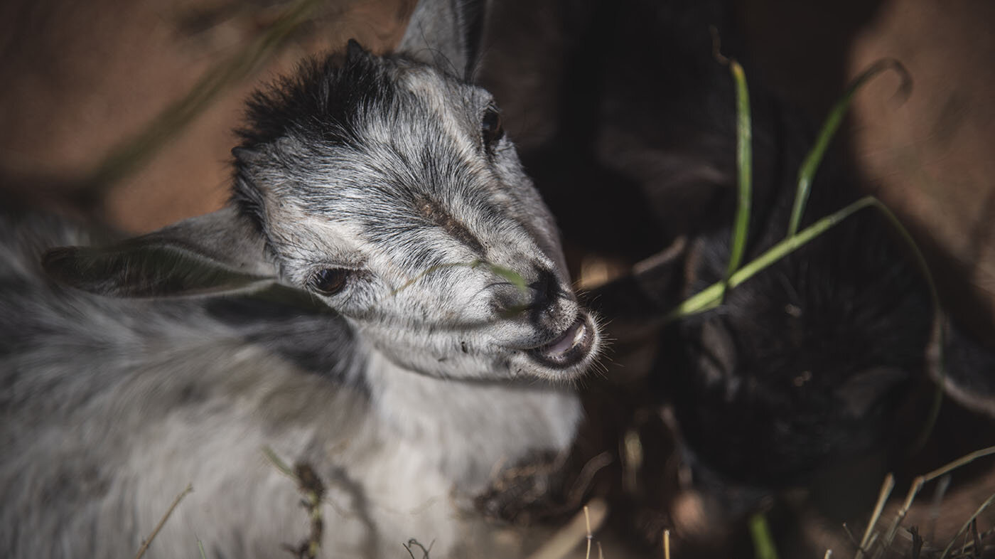 Esta cría de cabra de la Granja Diamante “derritió” de ternura a los asistentes. Fotos: Jeimi Villamizar – Unimedios.