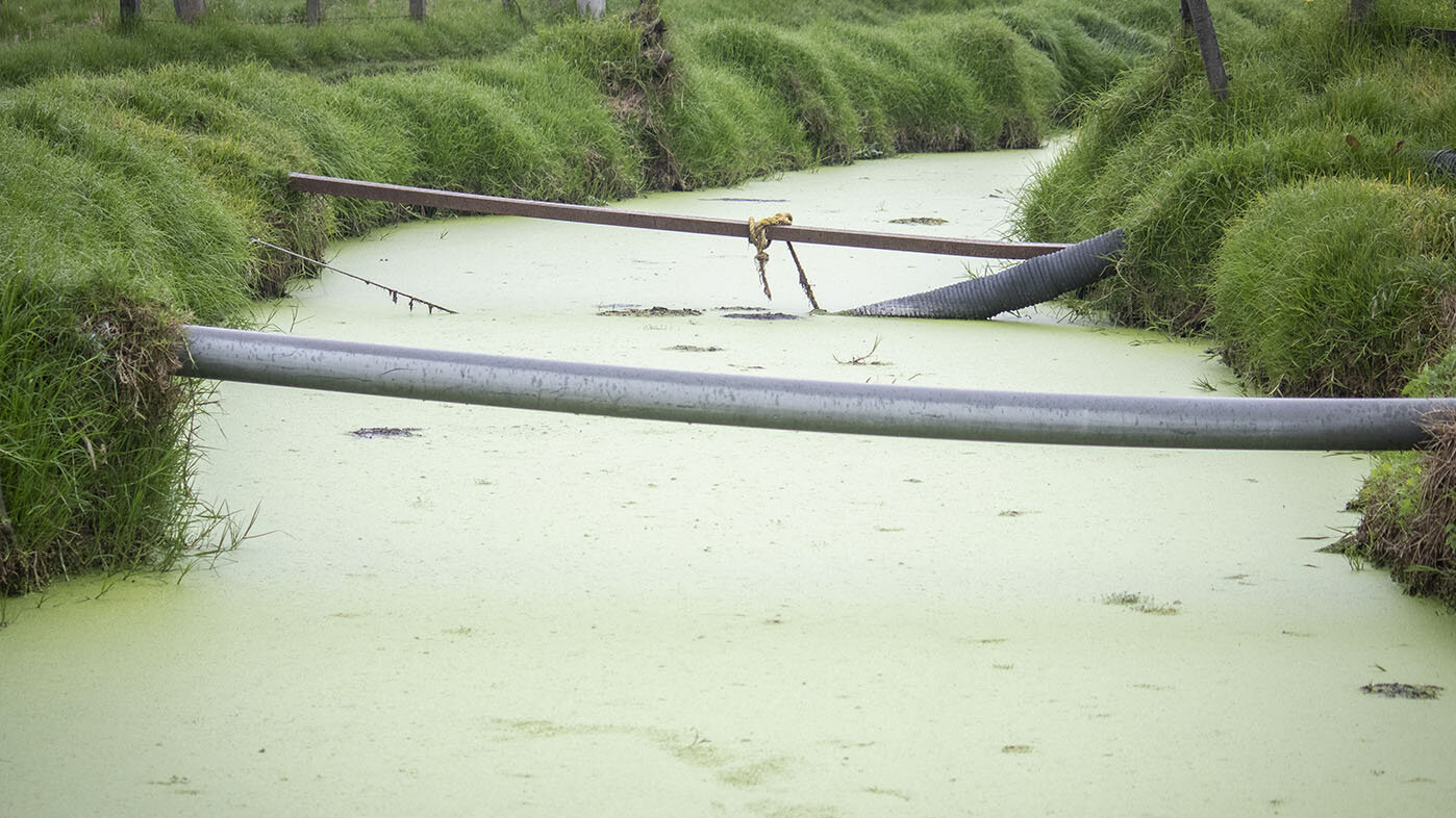 Aguas residuales que se podrían purificar con las cianobacterias que se producen dentro de ellas mismas. Foto: Nicol Torres, Unimedios.