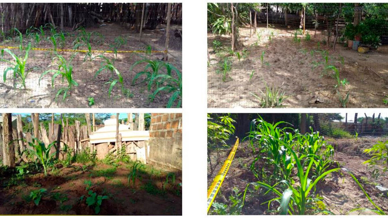 Los cultivos de maíz plantados en los patios mejoraron con el uso de bioinsumos. Foto: Liliana Gómez - magíster en Enseñanza de las Ciencias Exactas y Naturales de la UNAL.