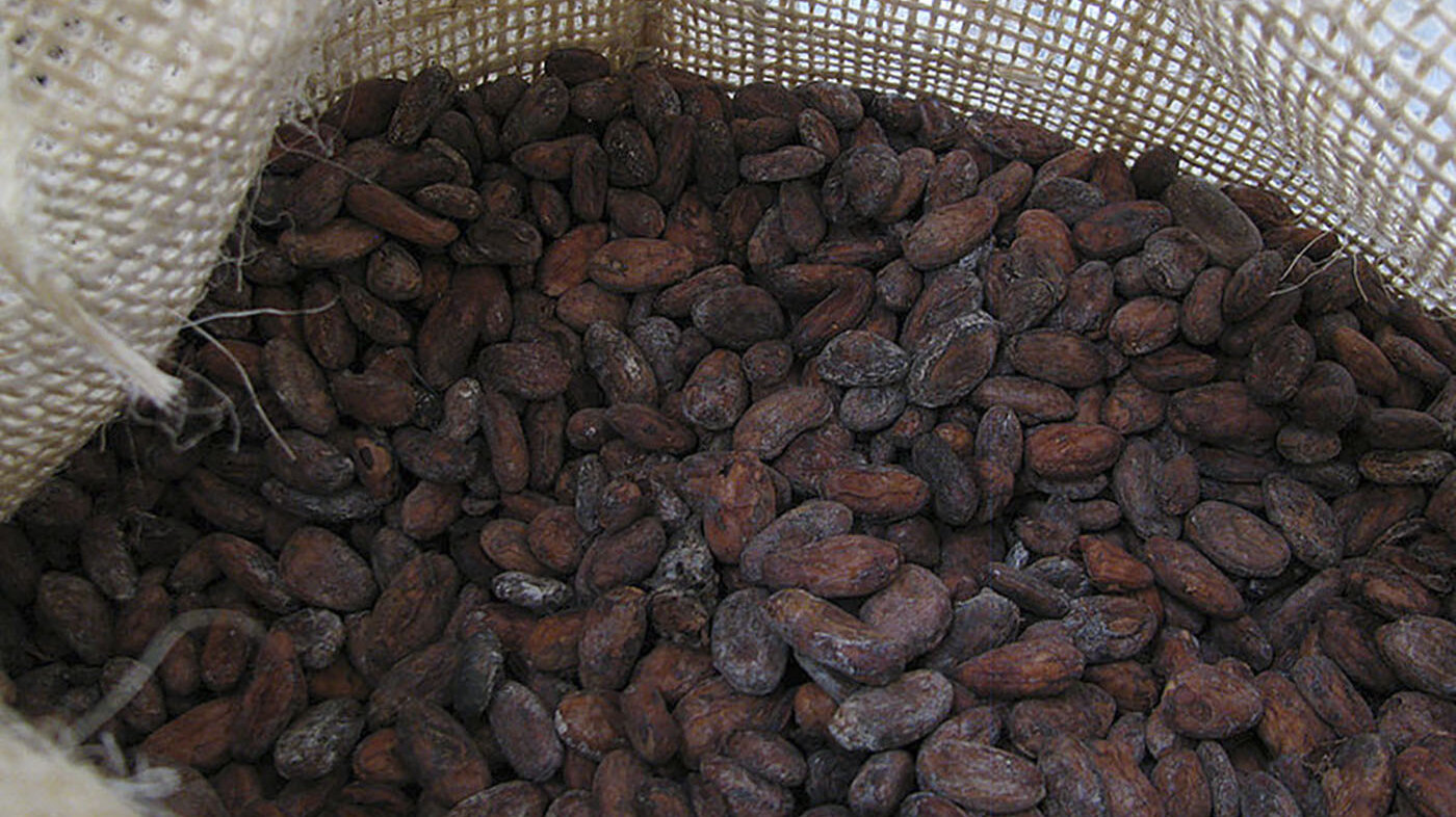 En 2021 se registró una producción de 64.281 toneladas de cacao, lo que representa un aumento de 9,2 % frente a 2020 y un año histórico en el país. Foto: archivo Unimedios.