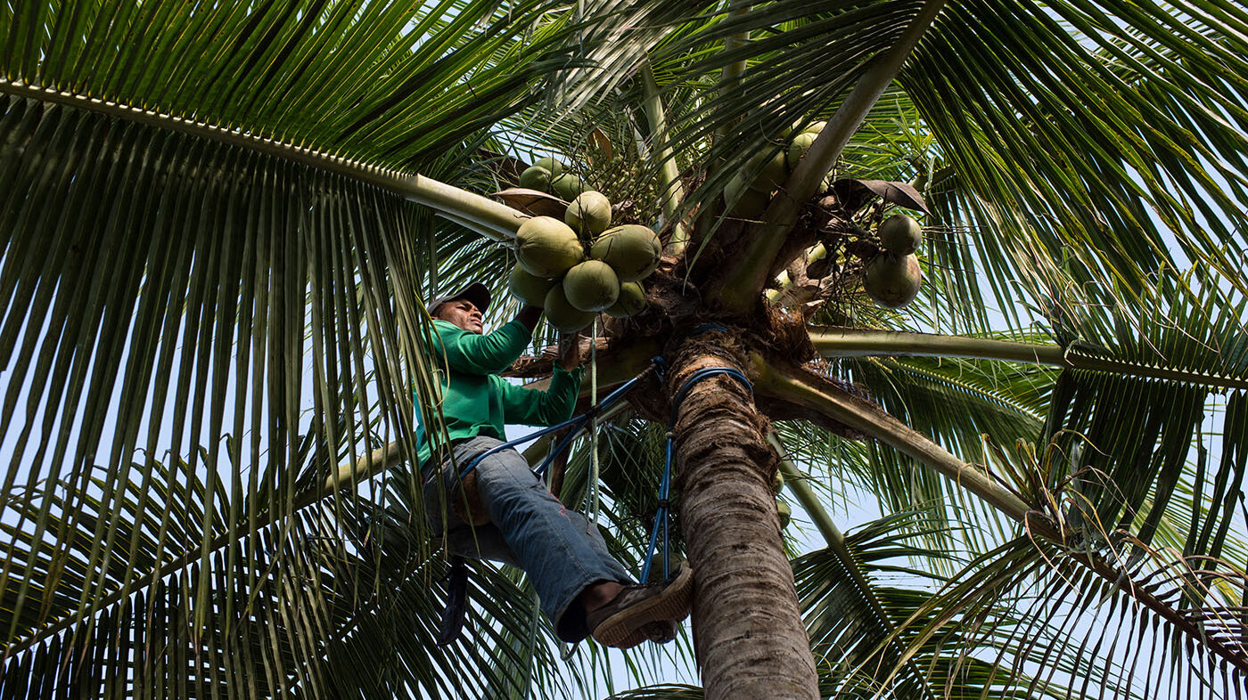 Cada año se producen en Colombia 145.000 toneladas de coco. Foto: archivo Unimedios. 