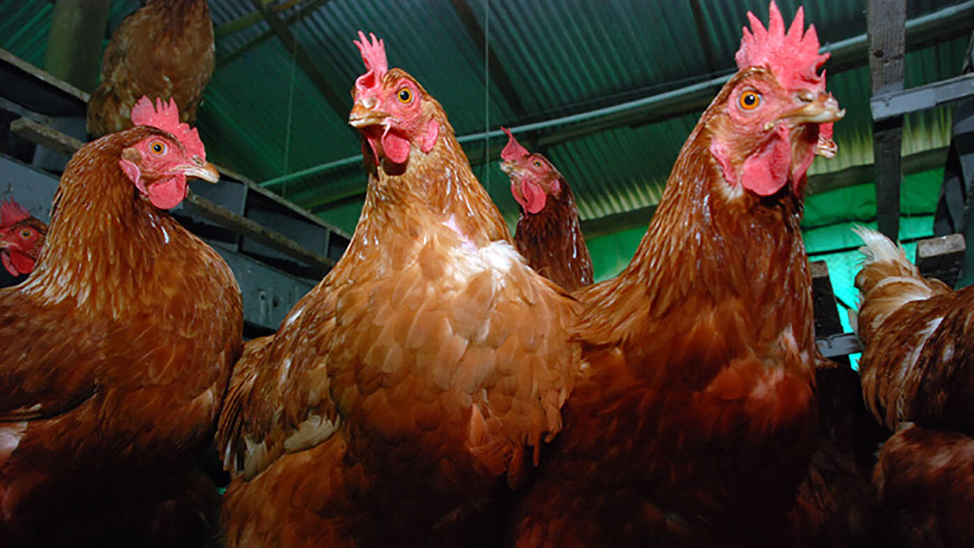 La gripe aviar, o influenza A, es una enfermedad avícola causada por ciertos tipos de virus que normalmente infectan a las aves.  Fotos: archivo Unimedios.