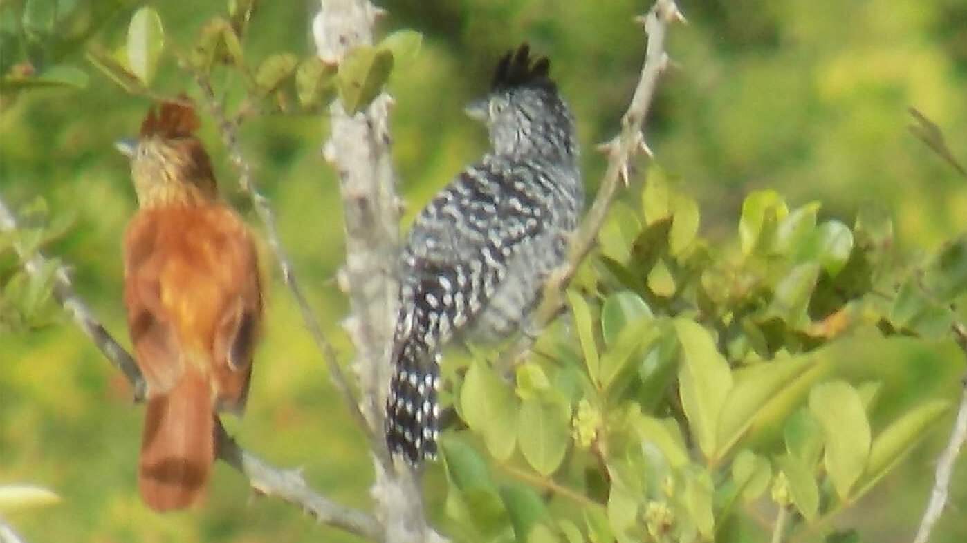 Aves como el batará rayado de la foto son fundamentales en el control de las plagas que se generan en las áreas rurales. Foto: Camilo Loaiza.