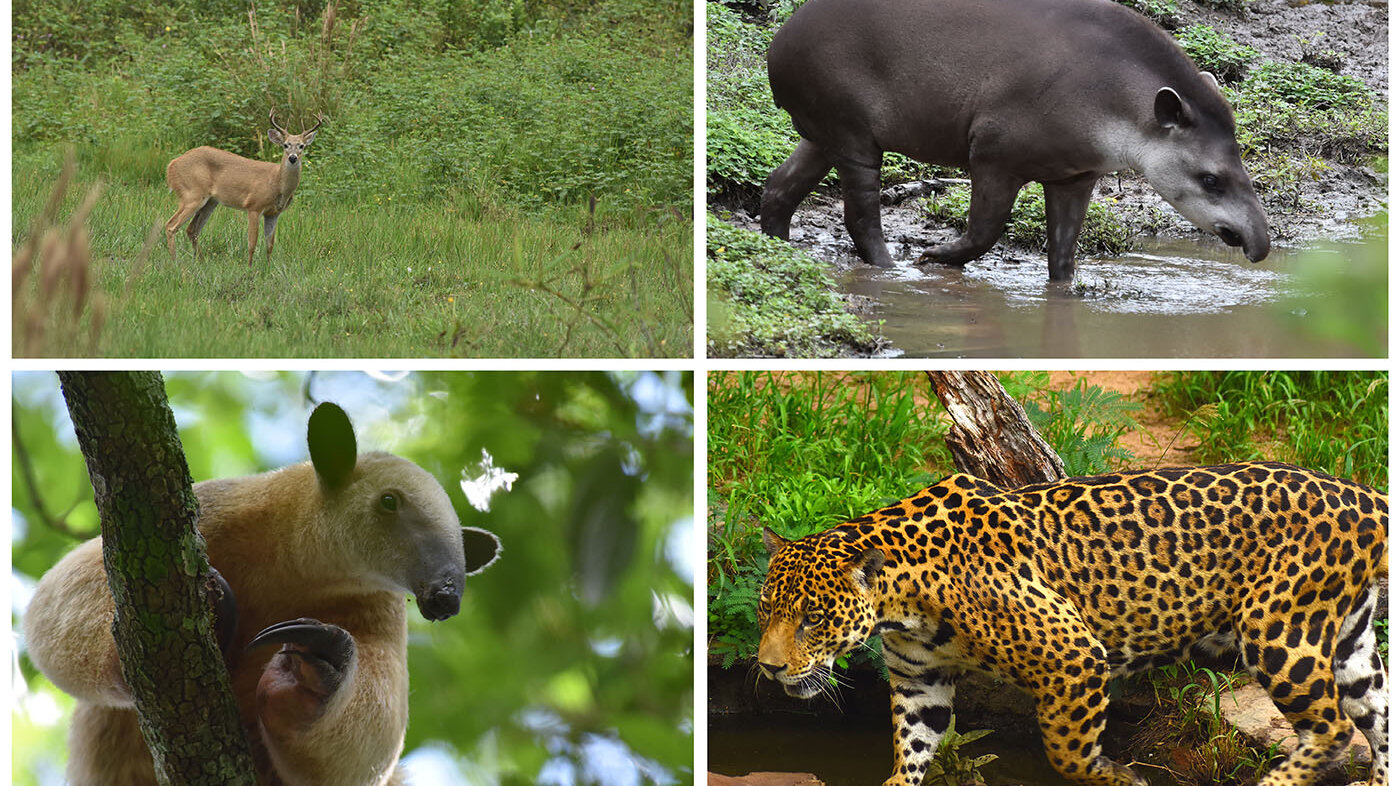 La calidad del bosque de alta integridad ayudaría a conservar especies como el venado, el tapir, el jaguar y el oso hormiguero. Foto: Federico Mosquera, doctor en Biología de la UNAL.