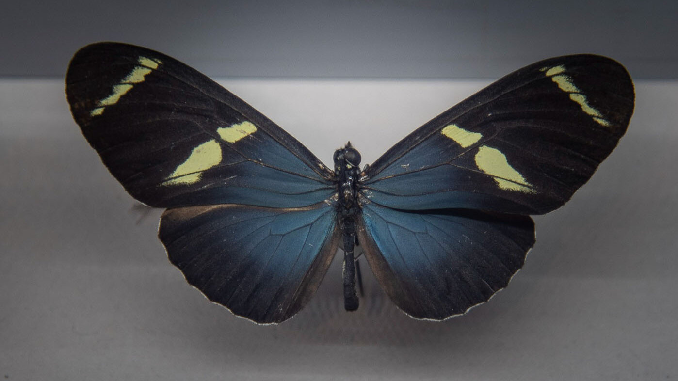 Con 3.877 especies, Colombia es el país más rico del mundo en mariposas diurnas. Foto: Jeimi Villamizar – Unimedios.