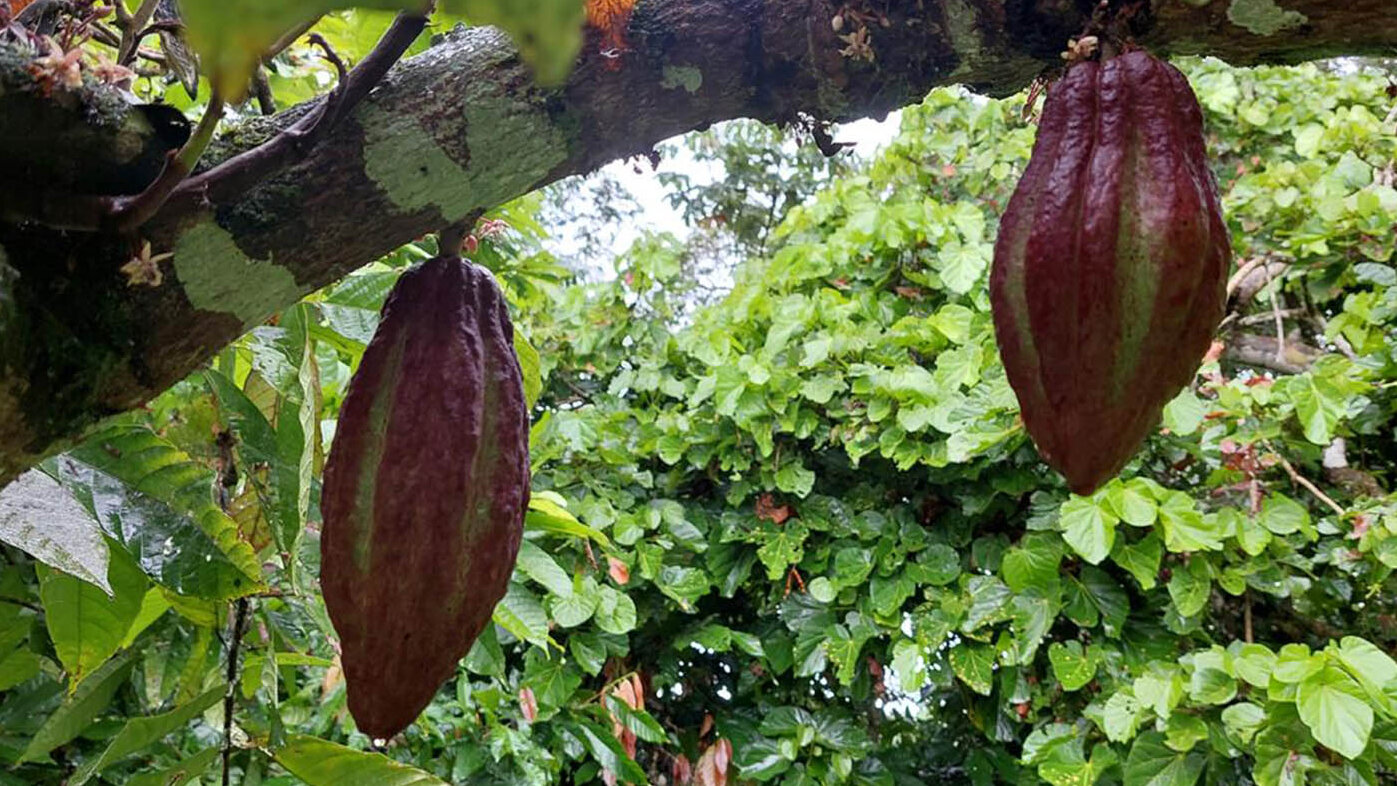 Tumaco produce el 93 % del cacao en Nariño, considerado como uno de los más finos del mundo. Fotos: Equipo Interinstitucional IEP Sede Tumaco.