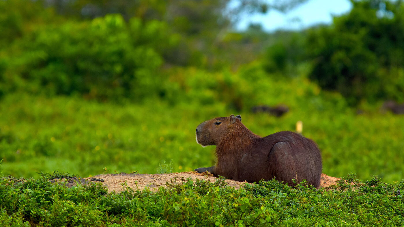 El chigüiro es uno de los animales silvestres más consumidos en los Llanos Orientales. Foto: Federico Mosquera, biólogo UNAL.