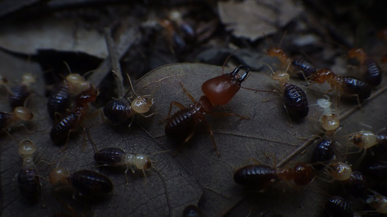 Estos insectos devoradores de madera pueden poner entre 20 y 60 huevos entre la madera, por lo que son un enemigo mortal y silencioso para las estructuras de las viviendas. Foto: Agronet.