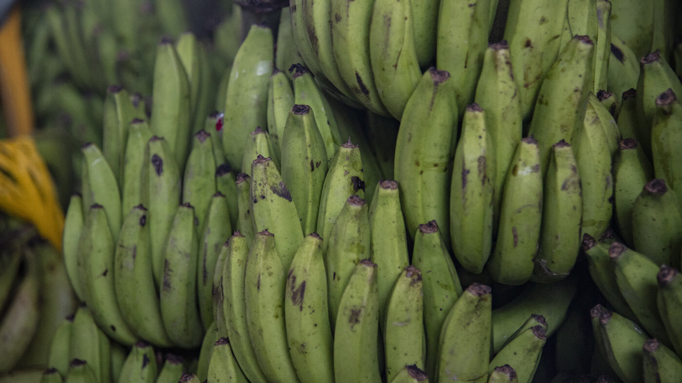 El plátano verde, cultivo tradicional en Colombia, ahora sería clave para combatir la inseguridad alimentaria. Foto: archivo Unimedios.