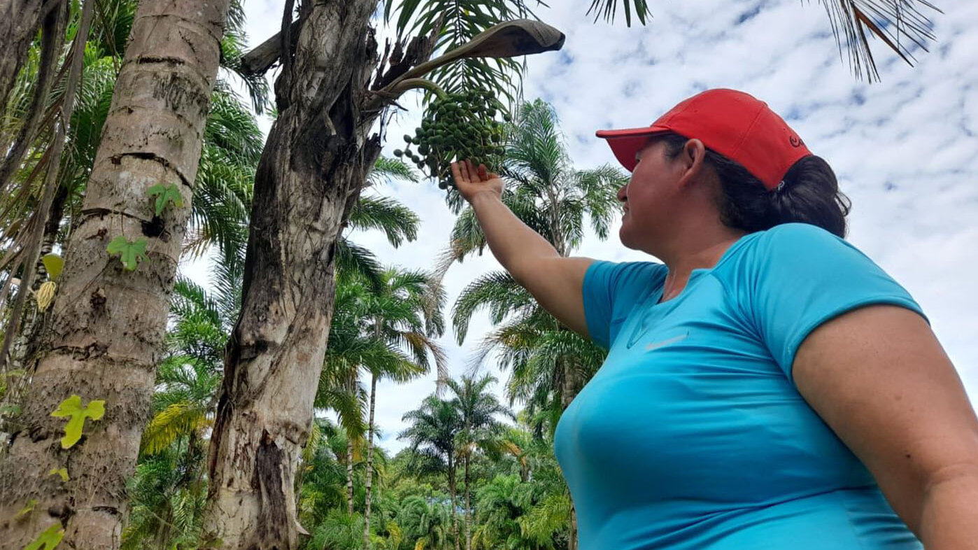 El sistema agroalimentario del chontaduro en el Guaviare es sostenible en términos de participación. Foto: Erwin García, magíster en Seguridad Alimentaria y Nutricional de la UNAL. 