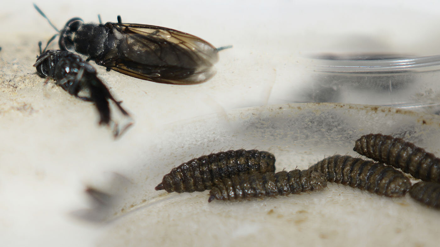 La mosca soldado negra (Hermetia illucens) es buena fuente de proteína animal y biofertilizante; sus larvas son ricas en nutrientes y grasas saludables. Foto: archivo Unimedios.