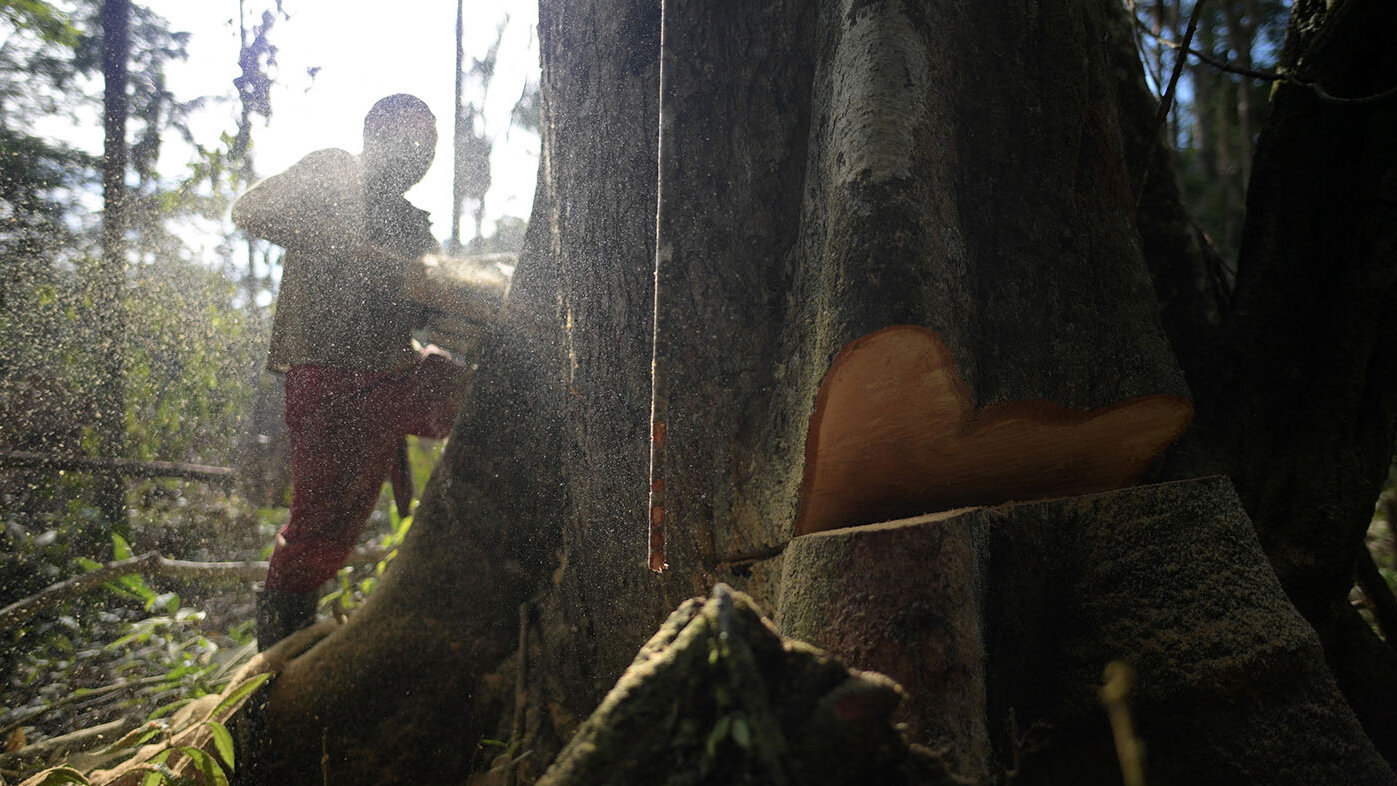 Algoritmos detectaron un riesgo mayor del que se creía en los bosques del Magdalena Medio, a causa de problemas como la tala ilegal y la amenaza de especies nativas. Foto: Raúl Arboleda-AFP.