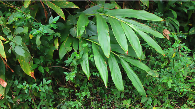 La especie Cryptotaenia japonica Hassk se registra por primera vez en Colombia. Fotos: Jairo Peña y Andrés Fonseca.