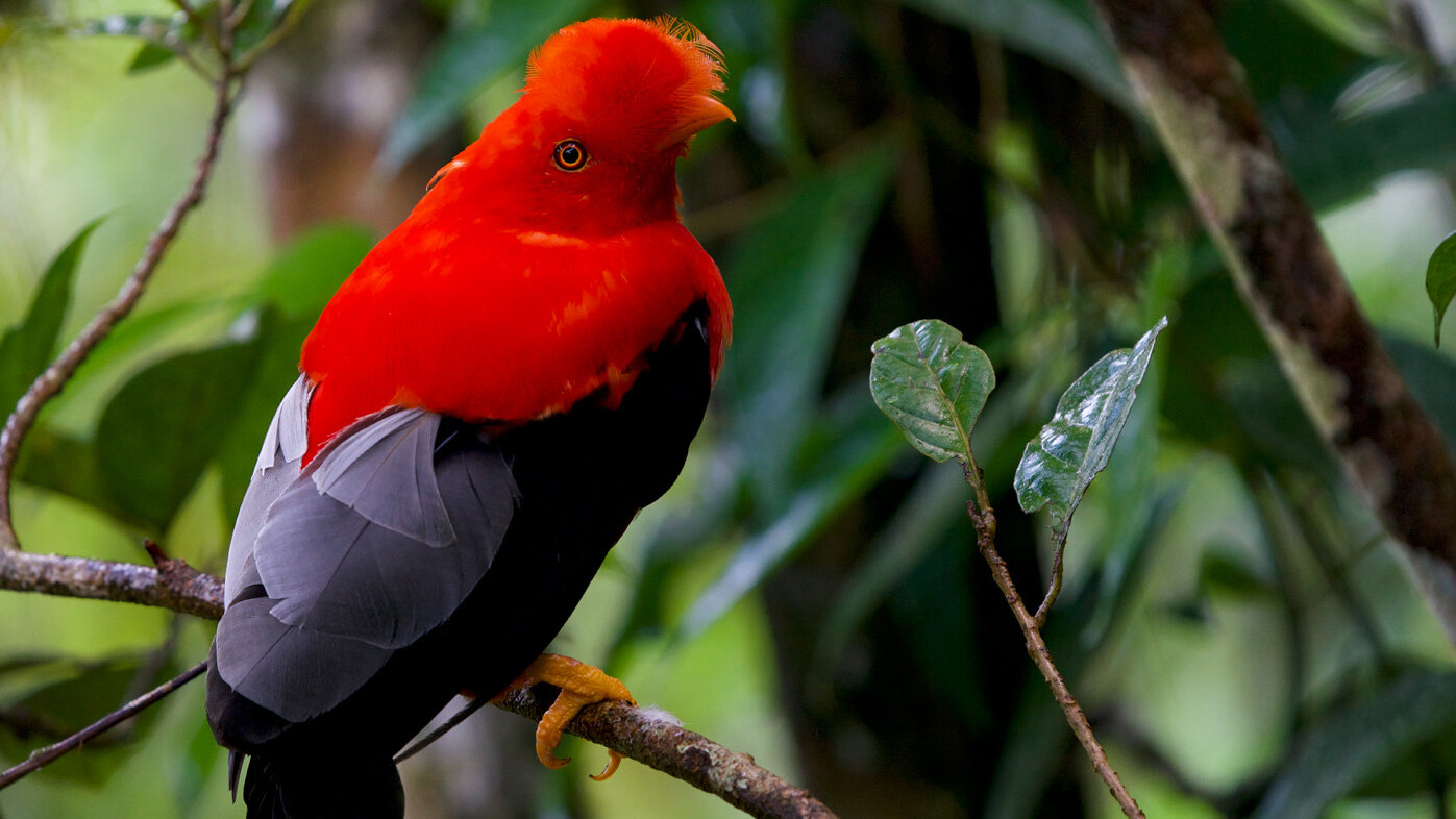 Gallito de roca andino (Rupicola peruvianus). Fotos: Carlos Mario Wagner-Wagner, zootecnista de la UNAL Sede Palmira y fundador de Colombia Birdfair.