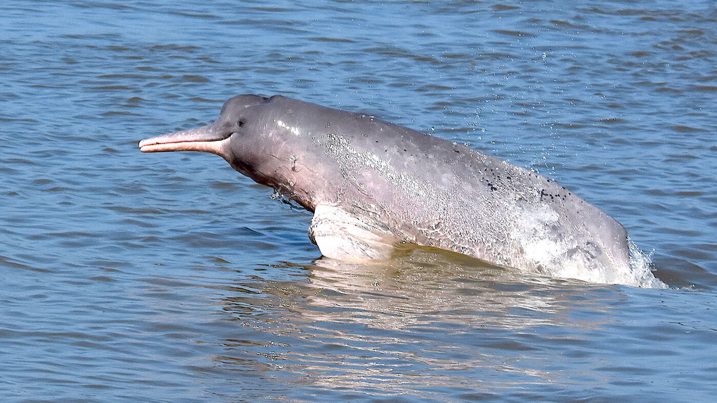 Los delfines de río o delfines rosados son una especie en peligro de extinción. Foto: Federico Mosquera-Guerra, doctor en Ciencias Biología UNAL Bogotá.   