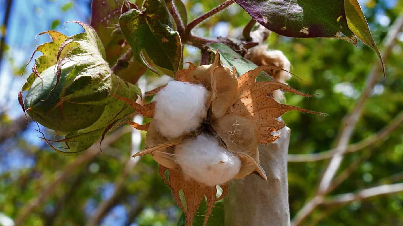 La calidad de la fibra de algodón se mejoraría con novedosas técnicas genéticas. Foto:  Rafel Mora, curador Jardín Botánico de la UNAL Sede Caribe.