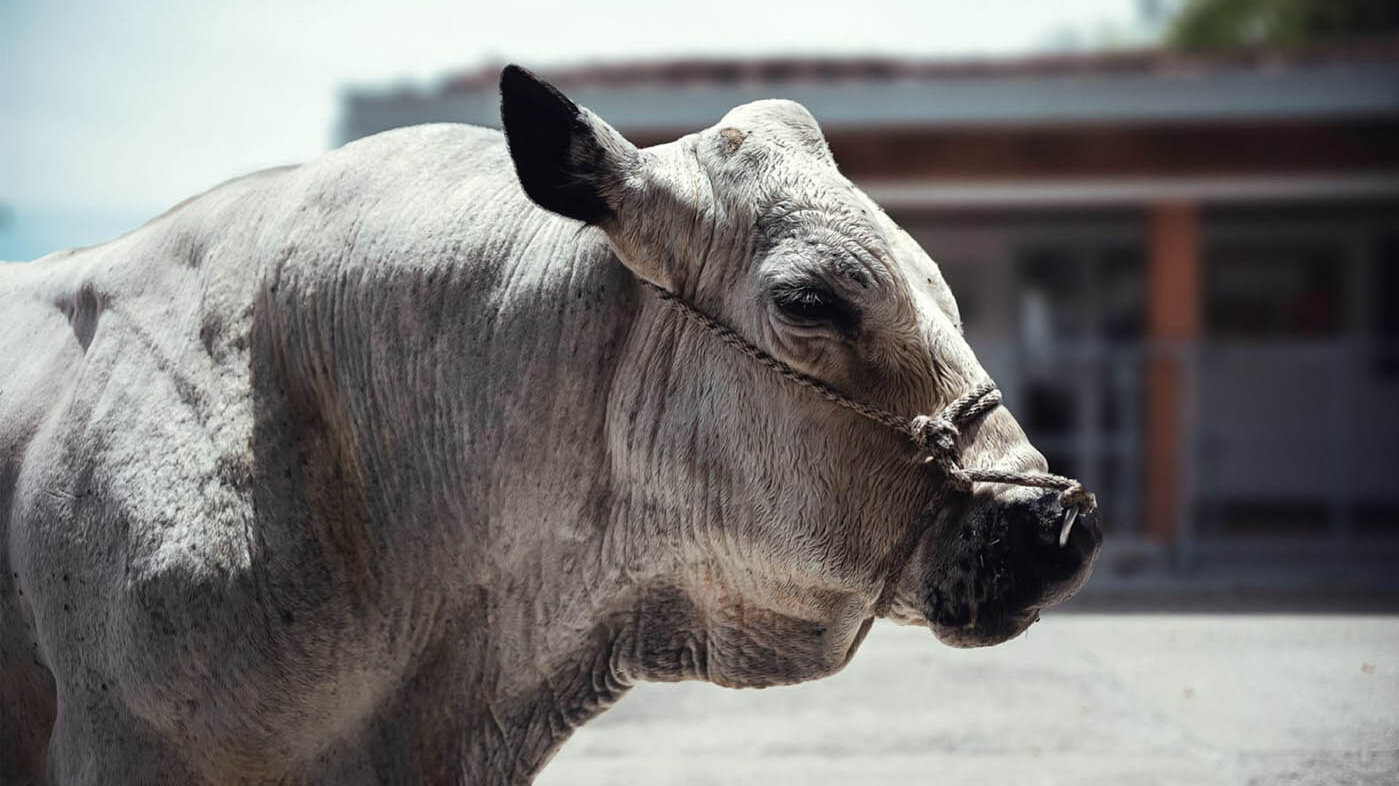 El nombre oficial del toro es “Vegas de la Clara 2708”, pero cariñosamente lo llaman Campeón. Foto: Laboratorio de Reproducción Animal, UNAL Sede Medellín.
