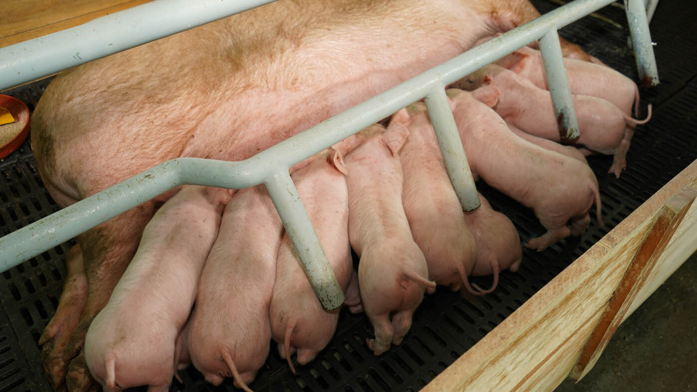 El síndrome respiratorio y reproductivo porcino (PRRS) afecta gravemente la producción porcina en todo el mundo. Fotos: archivo Unimedios.