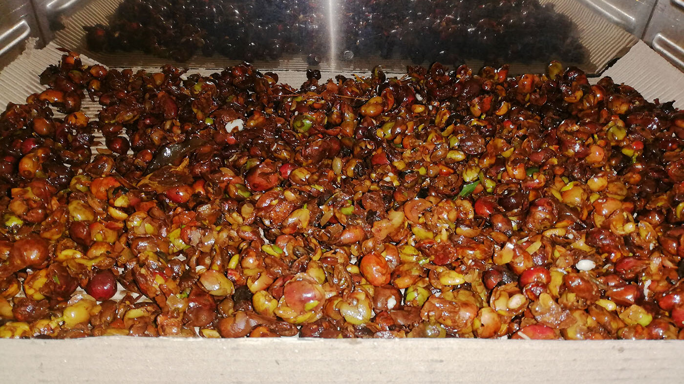 Los residuos de café se desechan después del cultivo, pero se podrían aprovechar para generar una molécula precursora de biocombustibles. Foto: Kevin René Suárez, magíster en Química de la UNAL.