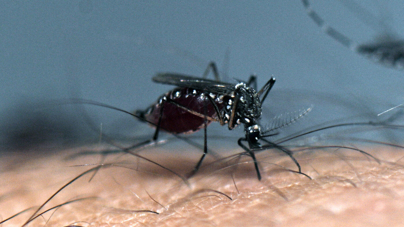 El mosquito Aedes aegypti puede estar infectado por haber picado a una persona contagiada, o puede haber heredado el virus desde el huevo. Foto:  Luis ROBAYO / AFP