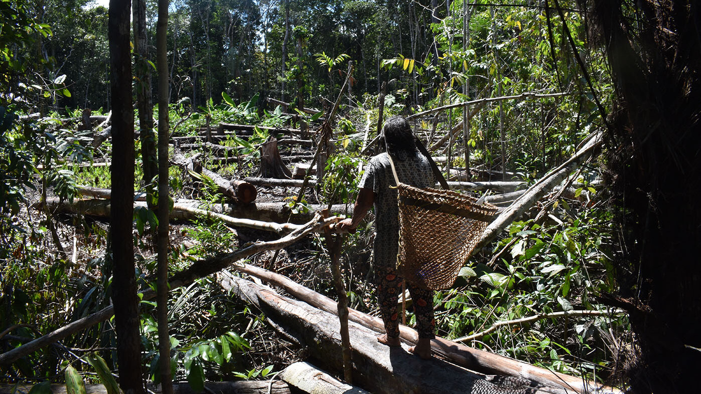 La chagra es el sistema de producción indígena de la región Amazónica, comparable con las fincas o huertas de los campesinos. Fotos: Victoria Andrea Lasprilla López, estudiante del Doctorado en Estudios Amazónicos de la UNAL Sede Amazonia. 