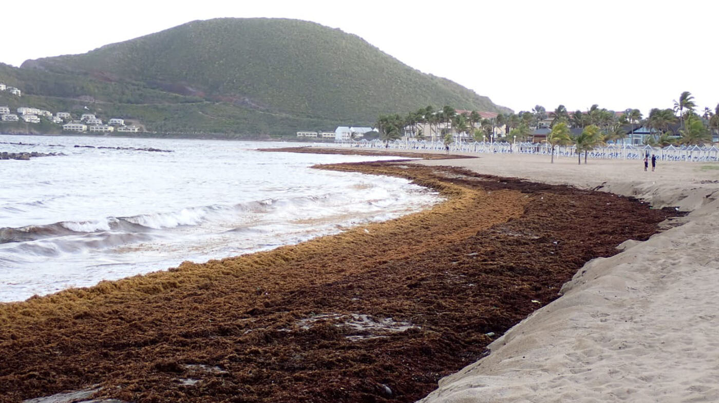  Hoy existen toneladas de sargazo en playas y costas del Caribe, por lo que se necesitan más iniciativas que aprovechen sus residuos. Foto: Brigitte Gavio, profesora del Departamento de Biología de la UNAL.
