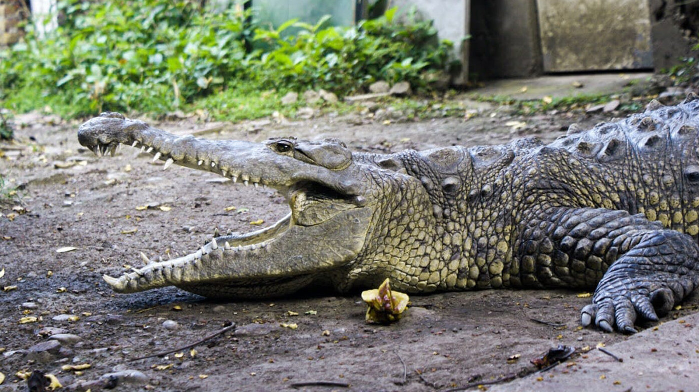 Ñata, la hembra de cocodrilo que vivió 54 años en un taller de metalmecánica en Palmira, es atendida por expertos en la UNAL. Fotos: Jesús Escobar, cuidador del animal.