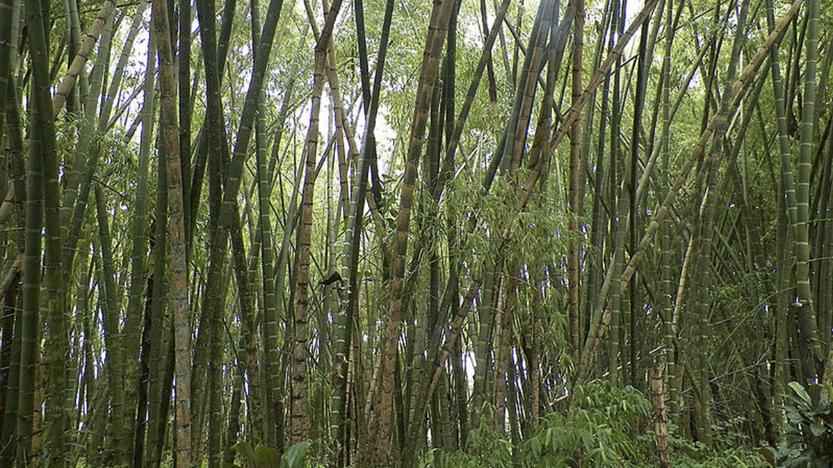 Para el estudio, se recolecta la hoja de guadua. Foto: Unimedios