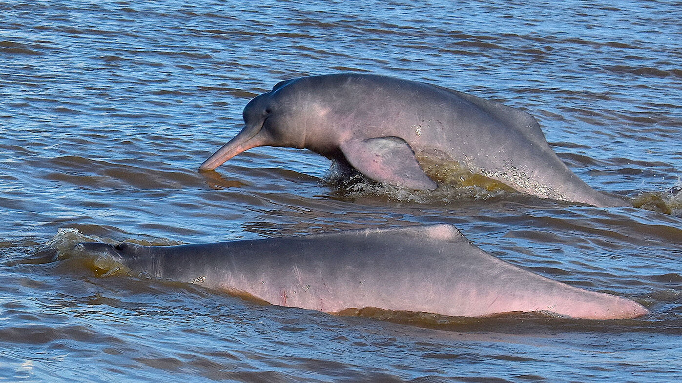 Recientemente se reportó la muerte de 120 delfines de río en el río Tefé, en el Amazonas. Fotos: Federico Mosquera Guerra, investigador Ecolmod UNAL.