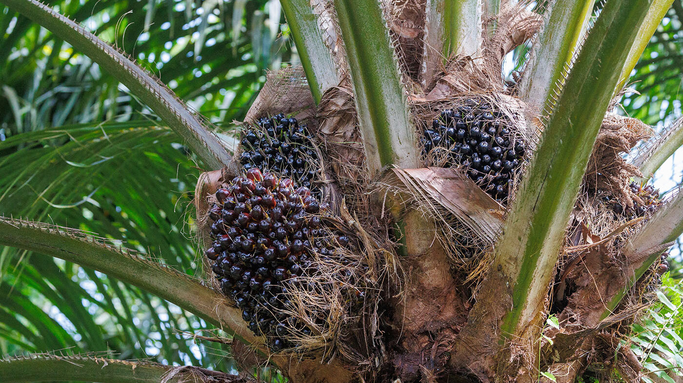 El nuevo aceite proporciona 16 veces mas de vitamina A que la zanahoria, vegetal reconocido por ser rico en esta vitamina. Foto: archivo Unimedios. 