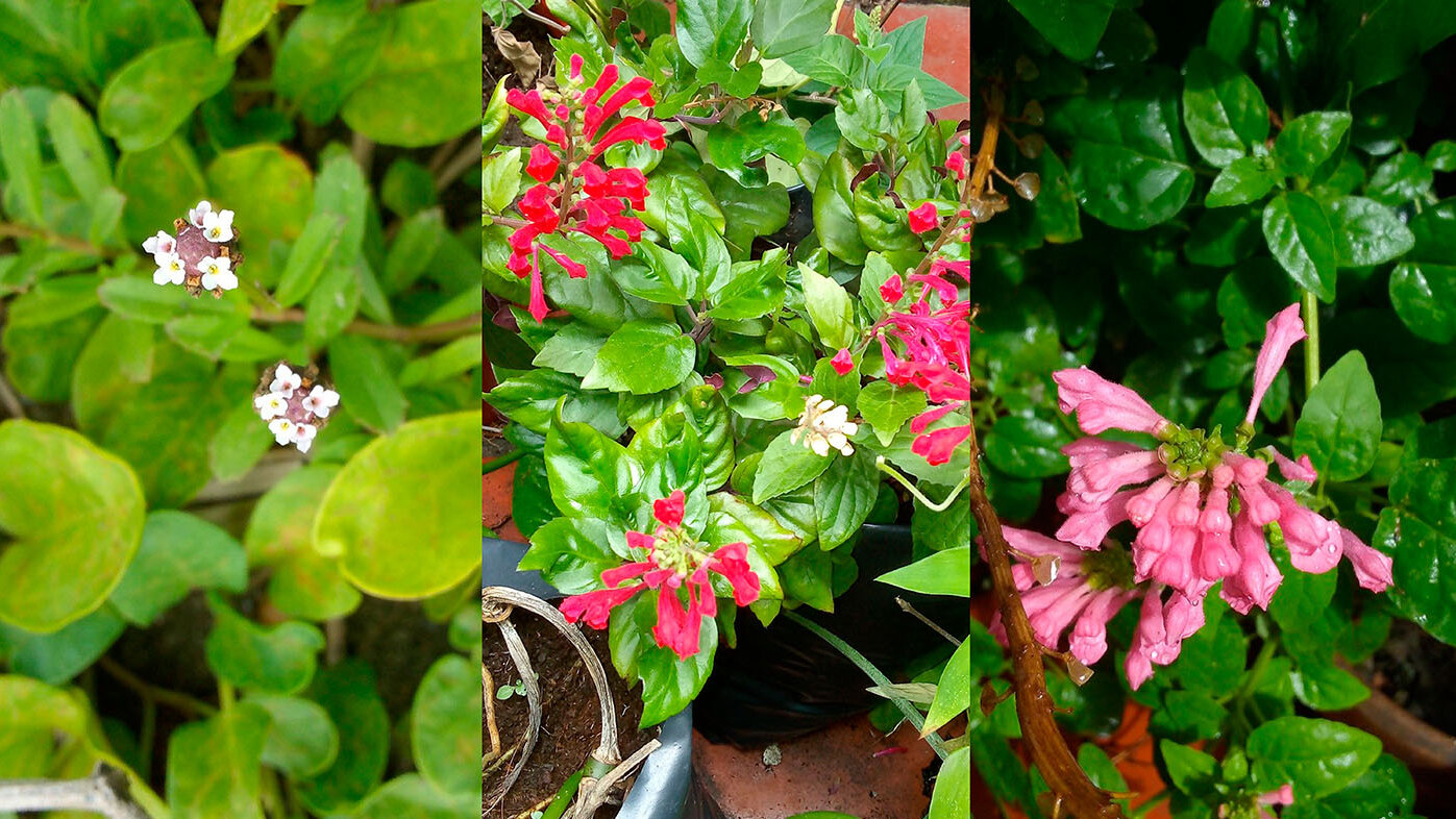 Las plantas de la especie Scutellaria alborosea, conocidas como alegrías, son plantas nativas con alto potencial farmacológico. Foto: Robert Tulio González Mina, Grupo de Investigación en Orquídeas, Ecología y Sistemática Vegetal UNAL 