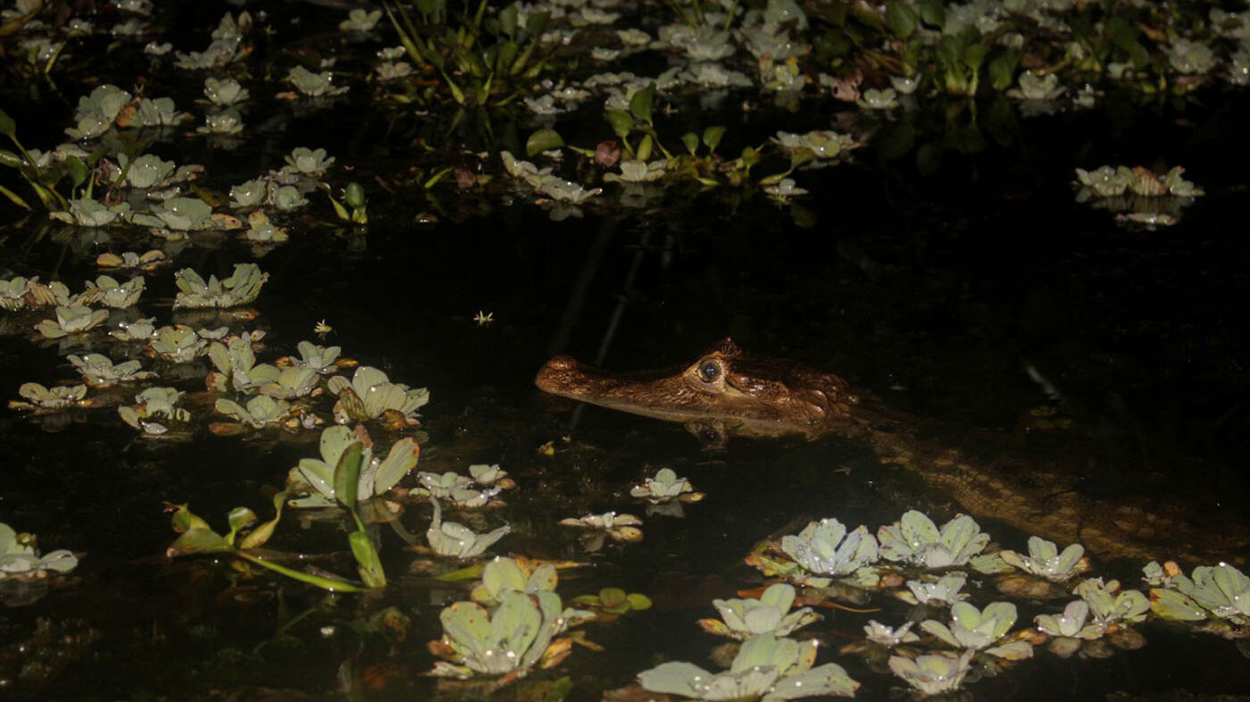 La babilla estaría en riesgo en regiones como Córdoba, y aún no hay un plan de conservación. Foto: José Santiago Pérez Galvis, biólogo de la UNAL.