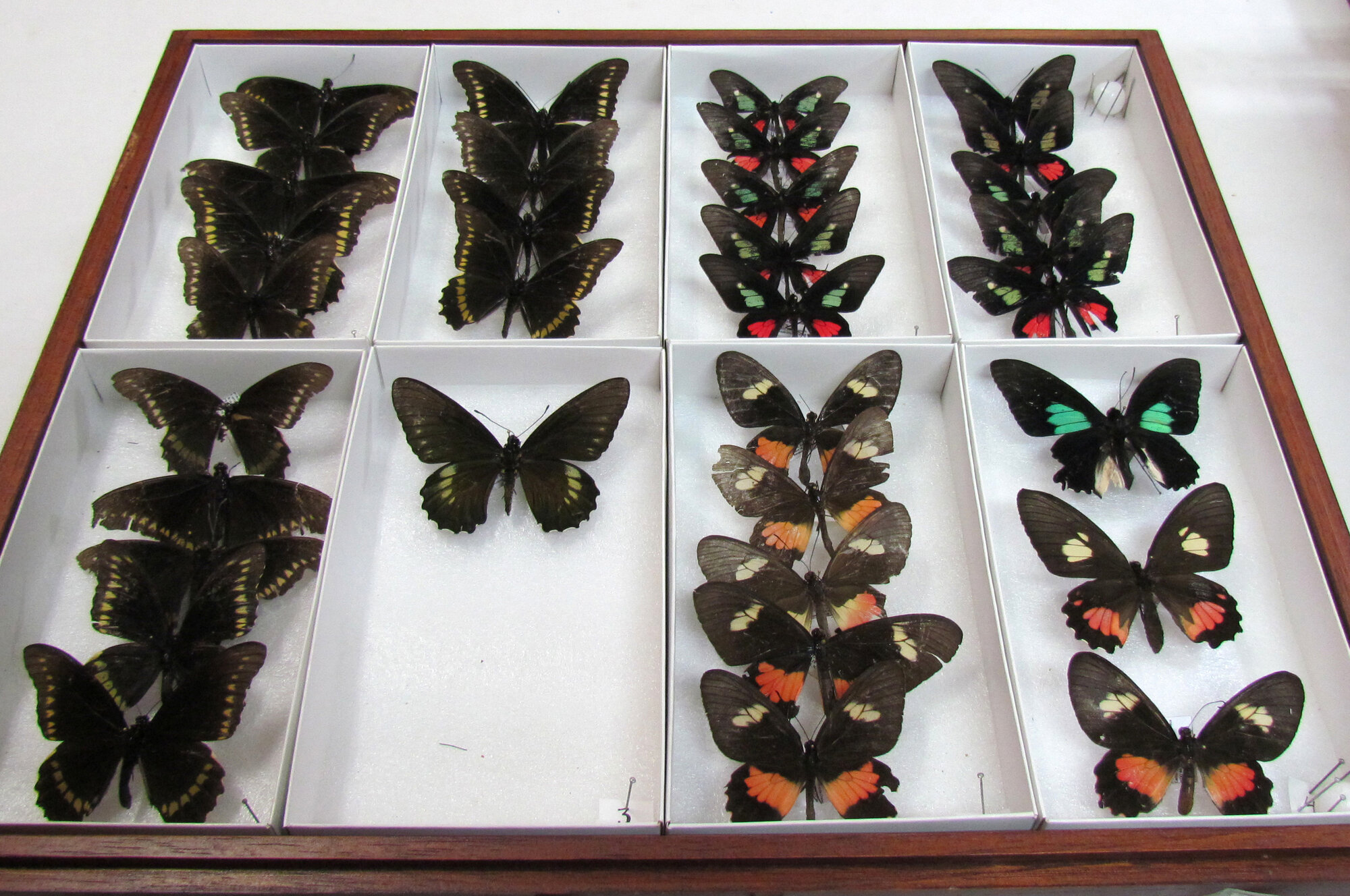 La colección de mariposas de la Sede Orinoquia es una de las más vistosas del acervo entomológico.