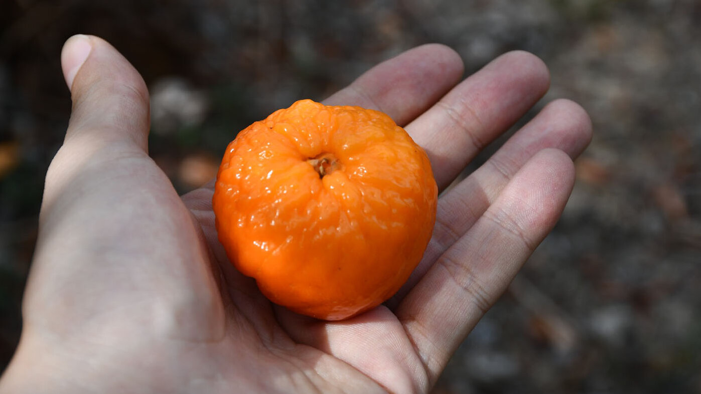 La guayaba paujía es un fruto nativo de la Orinoquia. Fotos: Alvis García, realizador audiovisual de la UNAL Sede Orinoquia.