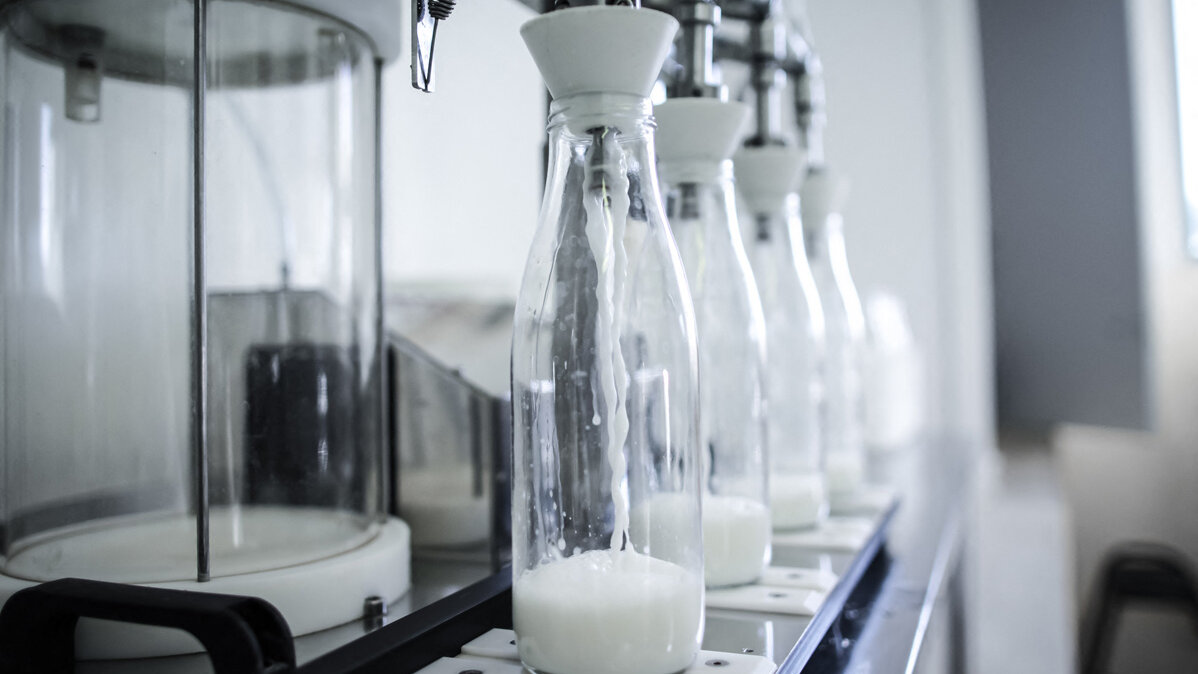 La leche descremada tendría una mayor efectividad como rehidratante que el agua o las bebidas hidratantes comerciales. LOU BENOIST / AFP