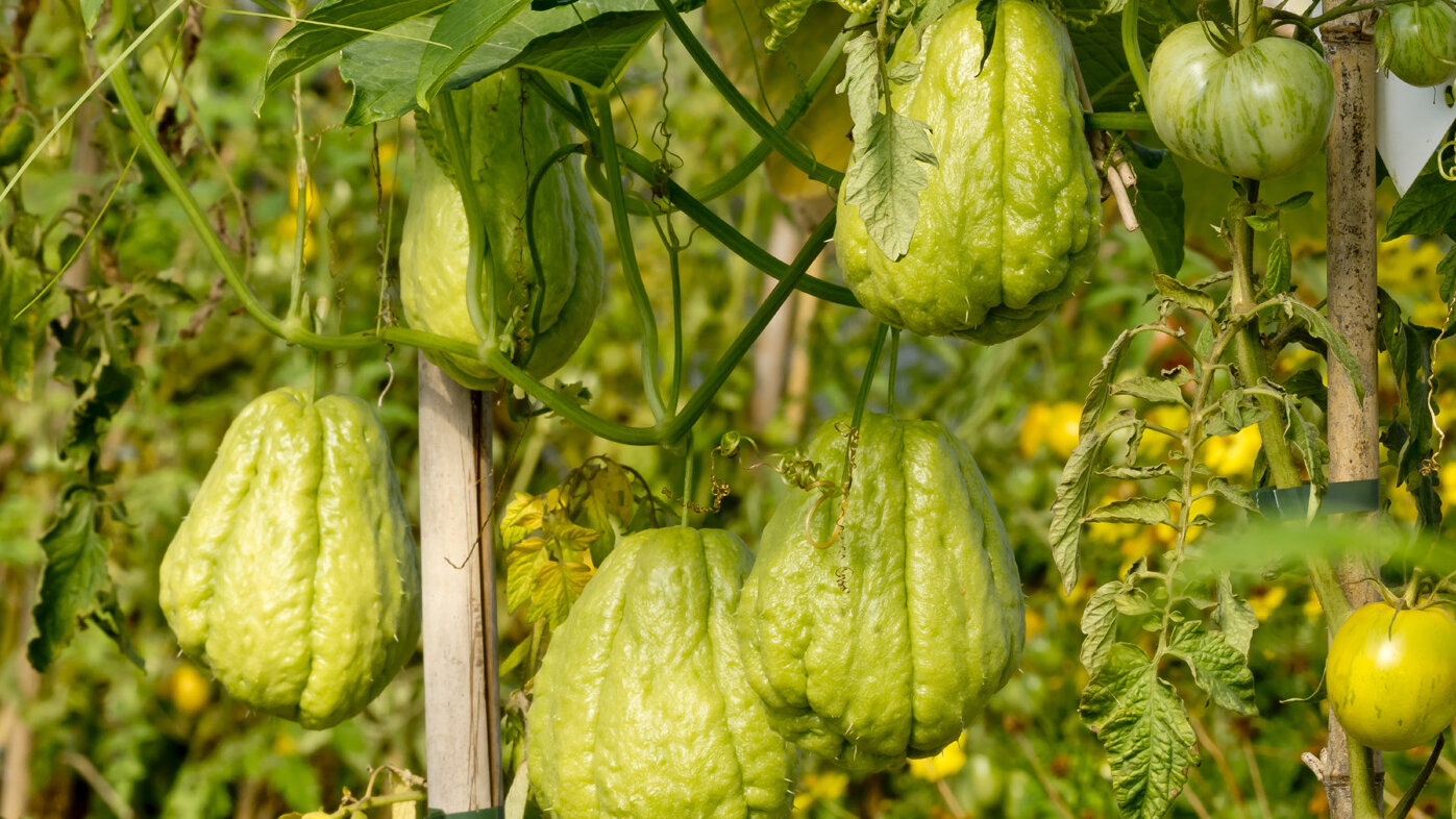 La cidra se destaca por su capacidad para absorber sabores, una cualidad clave en su uso para snacks funcionales. Foto: Alain Kubacsi Biosgarden Biosphoto vía AFP.