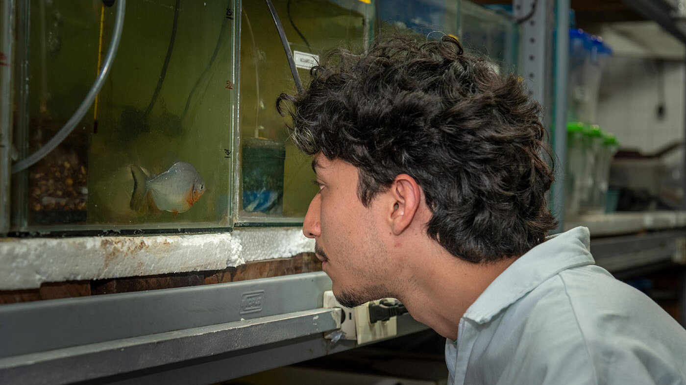 Un estudio del Laboratorio de Nutrición Acuícola evalúa cómo alimentar peces con harina producida por insectos. Fotos: María Fernanda Londoño de la Hoz, Unimedios.