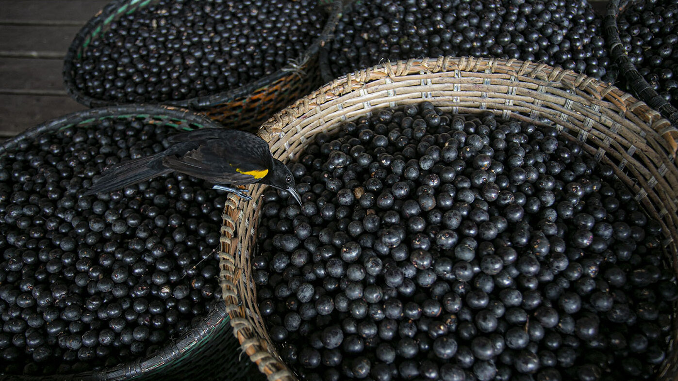 El naidí carece de una valorización productiva en el mercado nacional. Foto: Tarso SARRAF / AFP