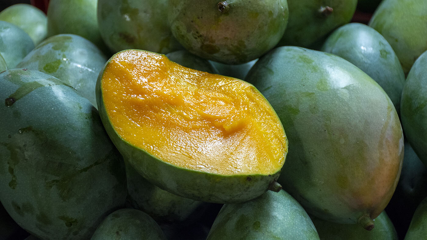 Gracias a su alto contenido en compuestos aprovechables, el mango, rico en almidón y nutrientes, se convierte en la base de biopelículas o “plásticos” biodegradables. Foto: archivo Unimedios.