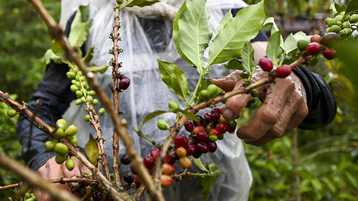 Recolector de café. Foto: Raúl Arboleda / AFP.